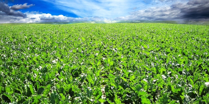 Сахарная свекла плантации в россии