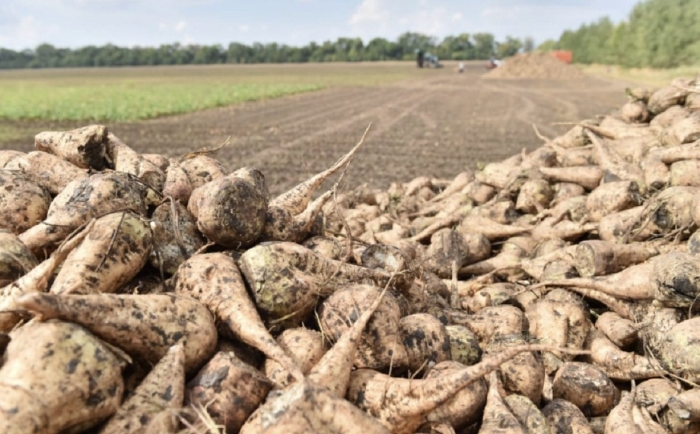 Заводы сахарной свеклы башкортостан