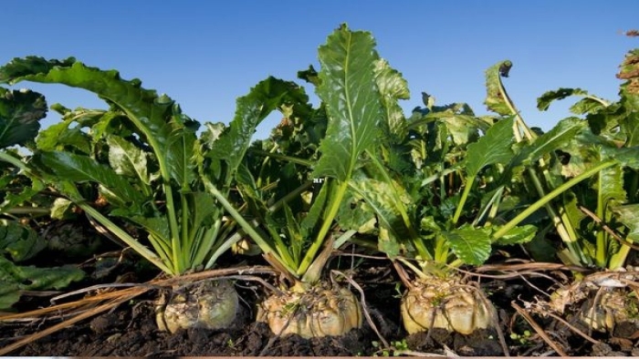 Сахарная свекла