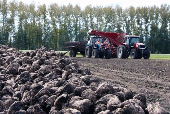 Переработка сахарной свеклы