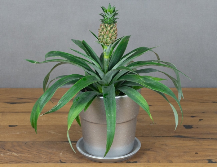 Ананас чампака d