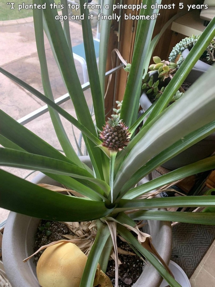 Прорастить ананас