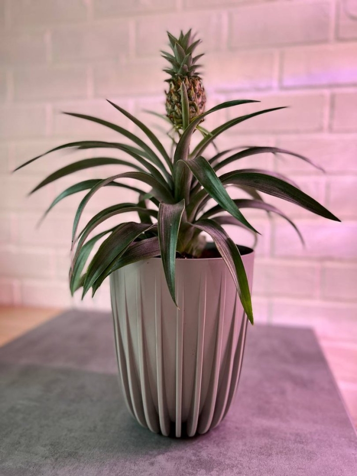 Ананас в горшке