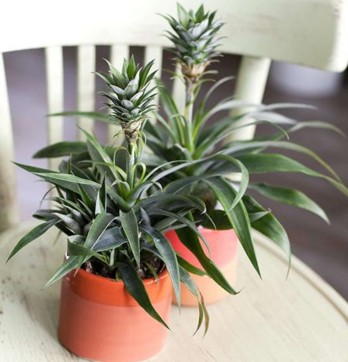 Комнатное растение похожее на ананас