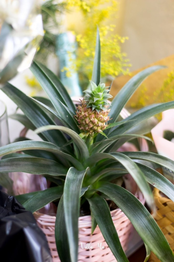 Ананас комнатное растение