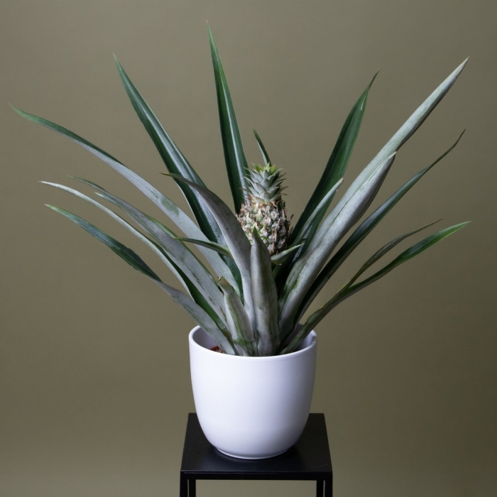 Цветок ананас в горшке