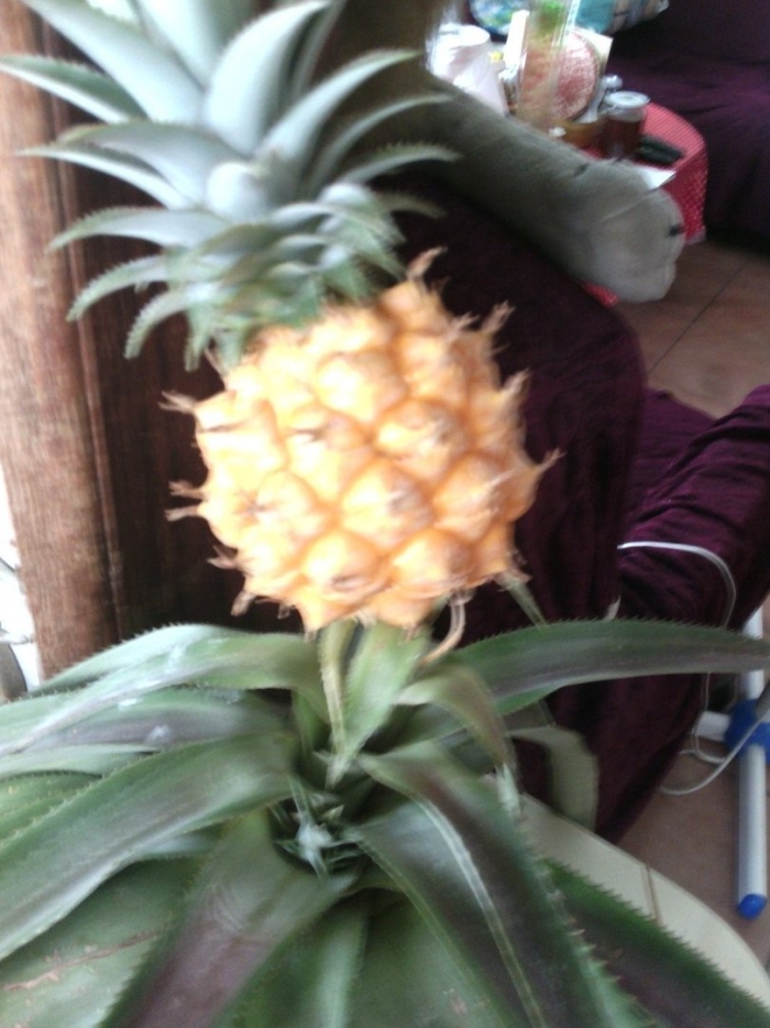 Гаррет ананас