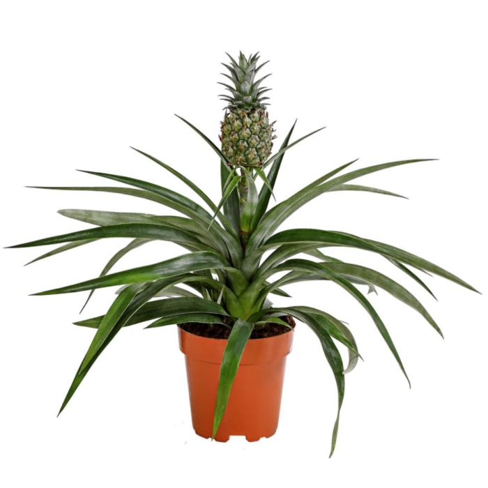 Ананас чампака d12