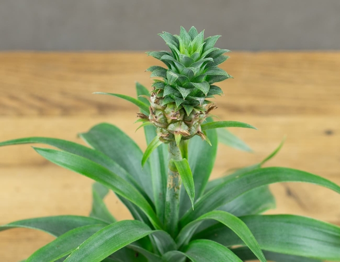 Ананас комнатный