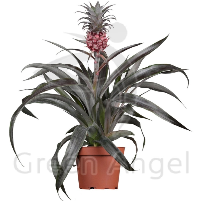 Декоративный ананас в горшке