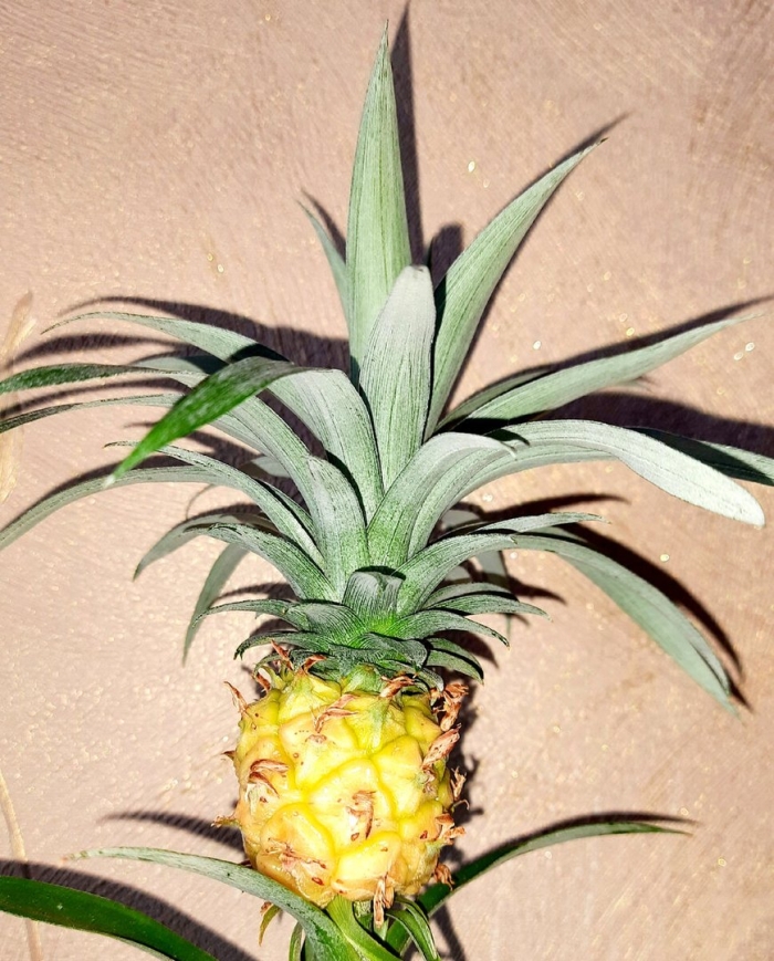 Ананас в домашних условиях