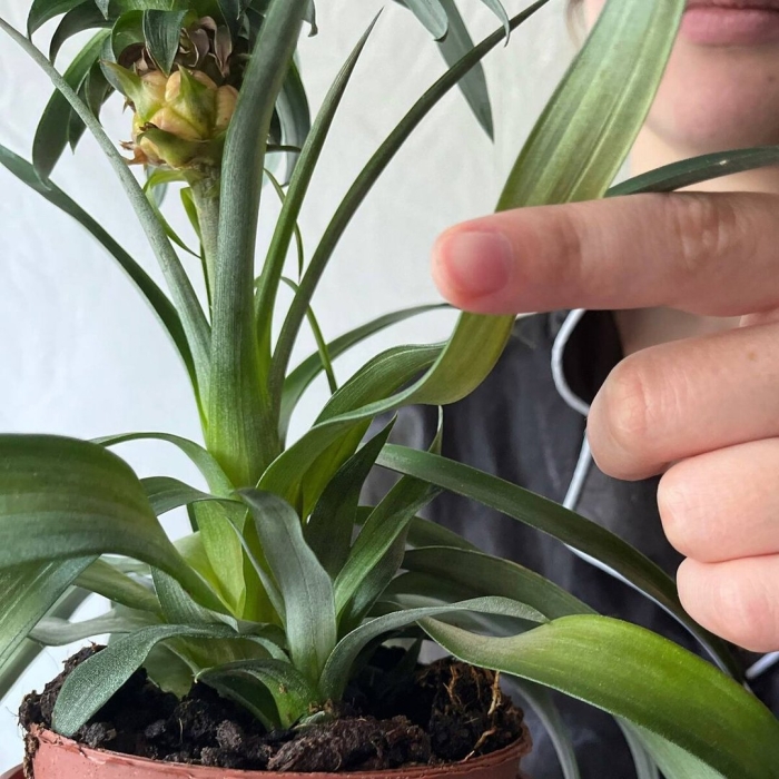 Вырастить ананас из верхушки в домашних условиях