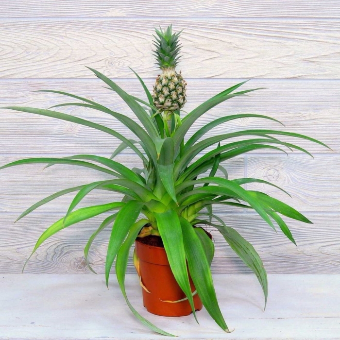 Ананас чампака d12