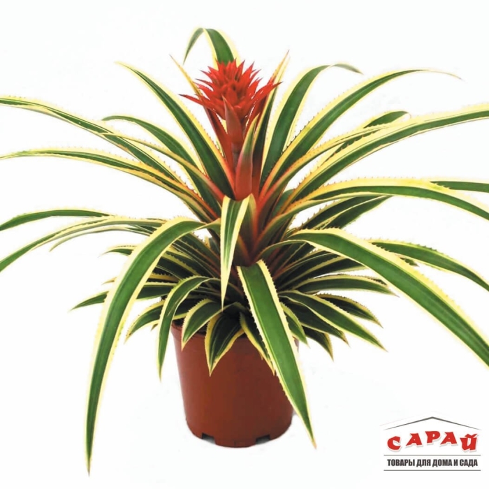 Ананас вариегата