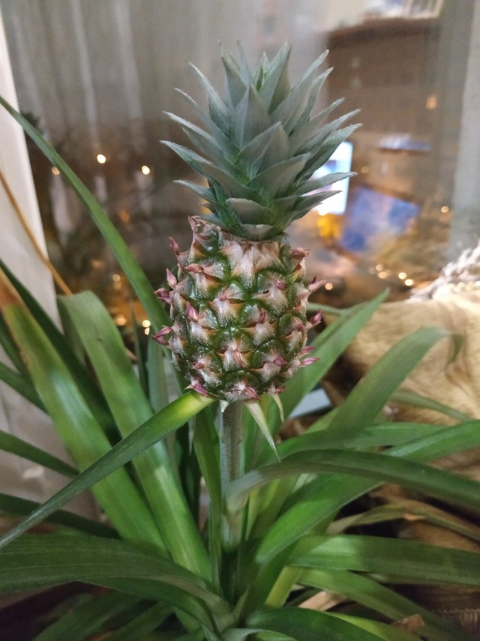 Тропическое растение ананасов