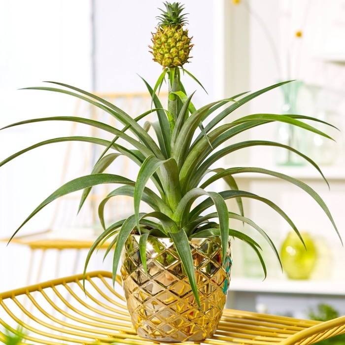Ananas comosus