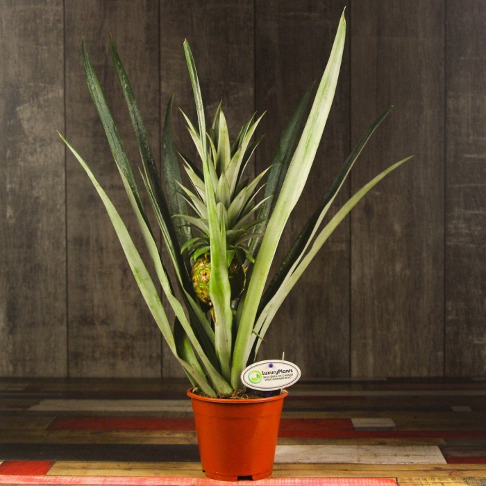 Ананас чампака