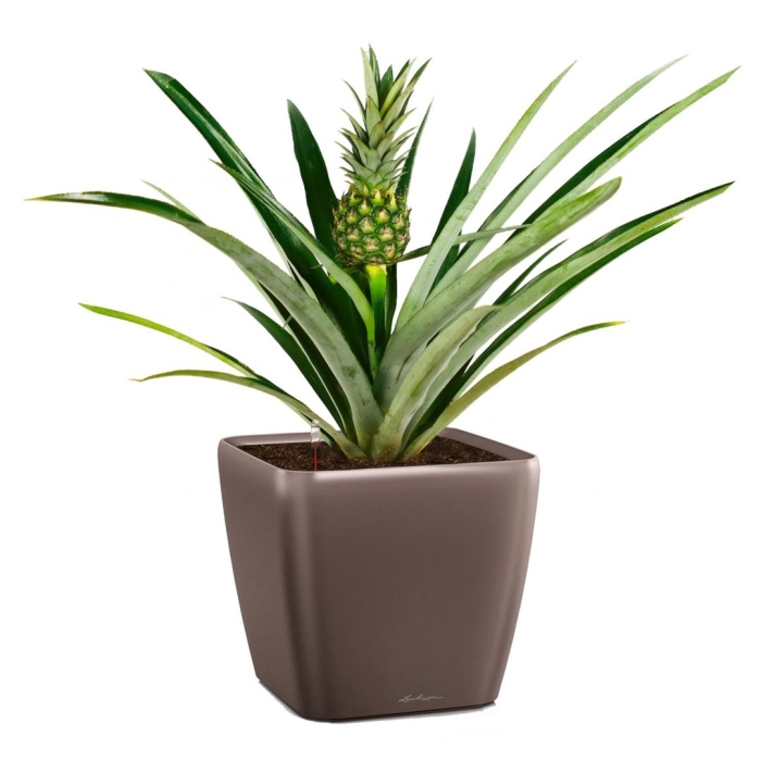 Ананас в горшке