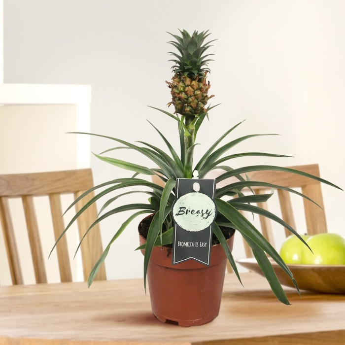 Горшечное растение ананас