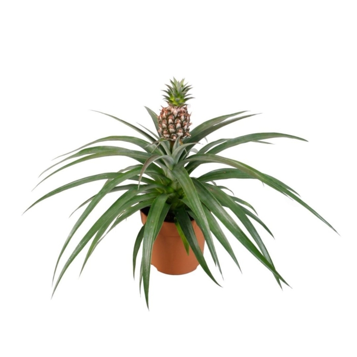 Ананас чампака d12