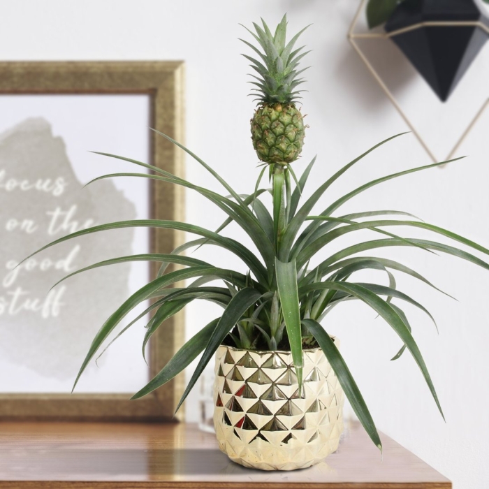 Ананас mi amigo