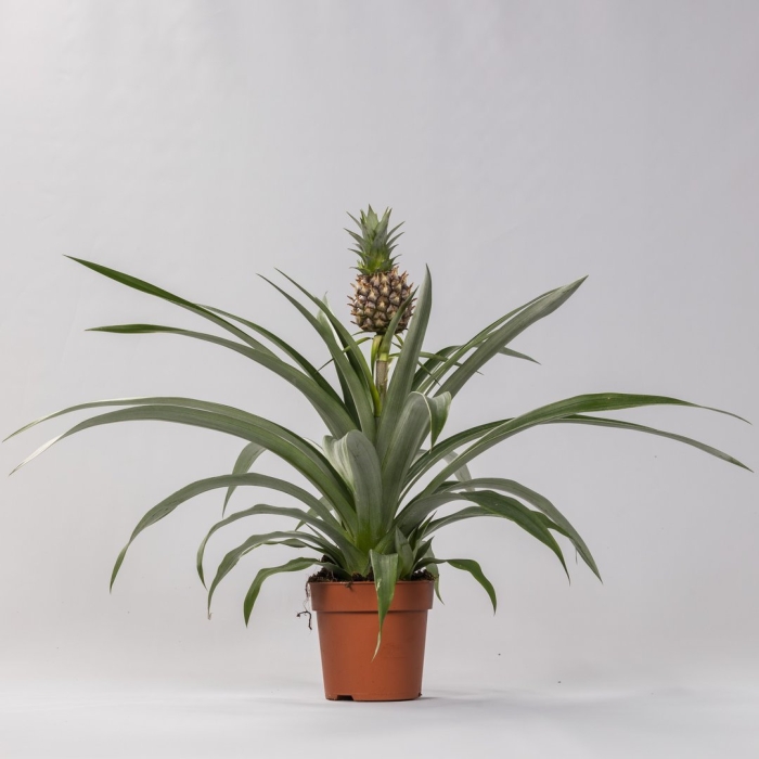 Ананас чампака d12