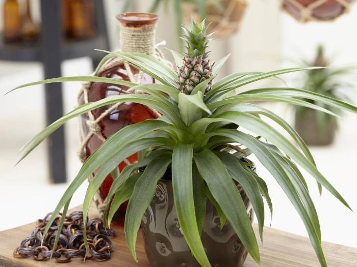 Ананас чампака d12