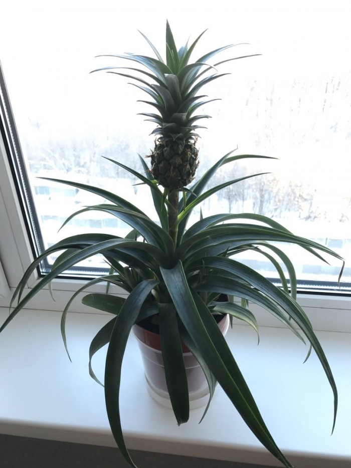 Ананас чампака d12