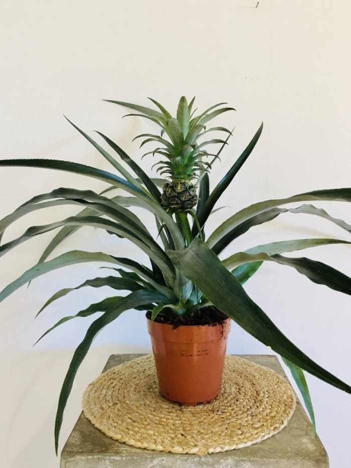 Ананас чампака d12