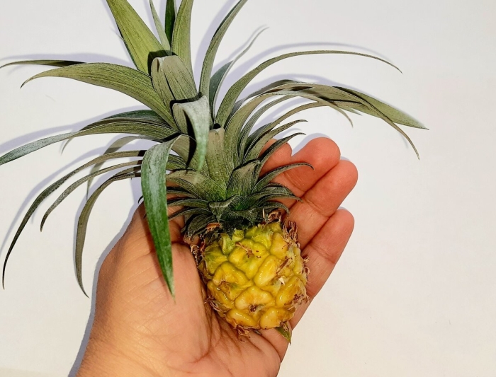 Ананас в домашних условиях