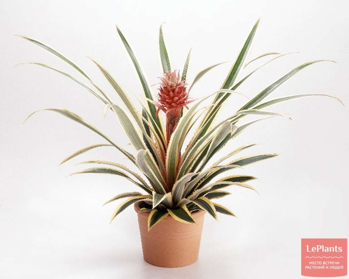 Цветок ананас кандидо