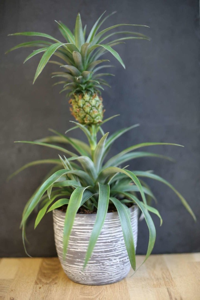Ананас хохлатый