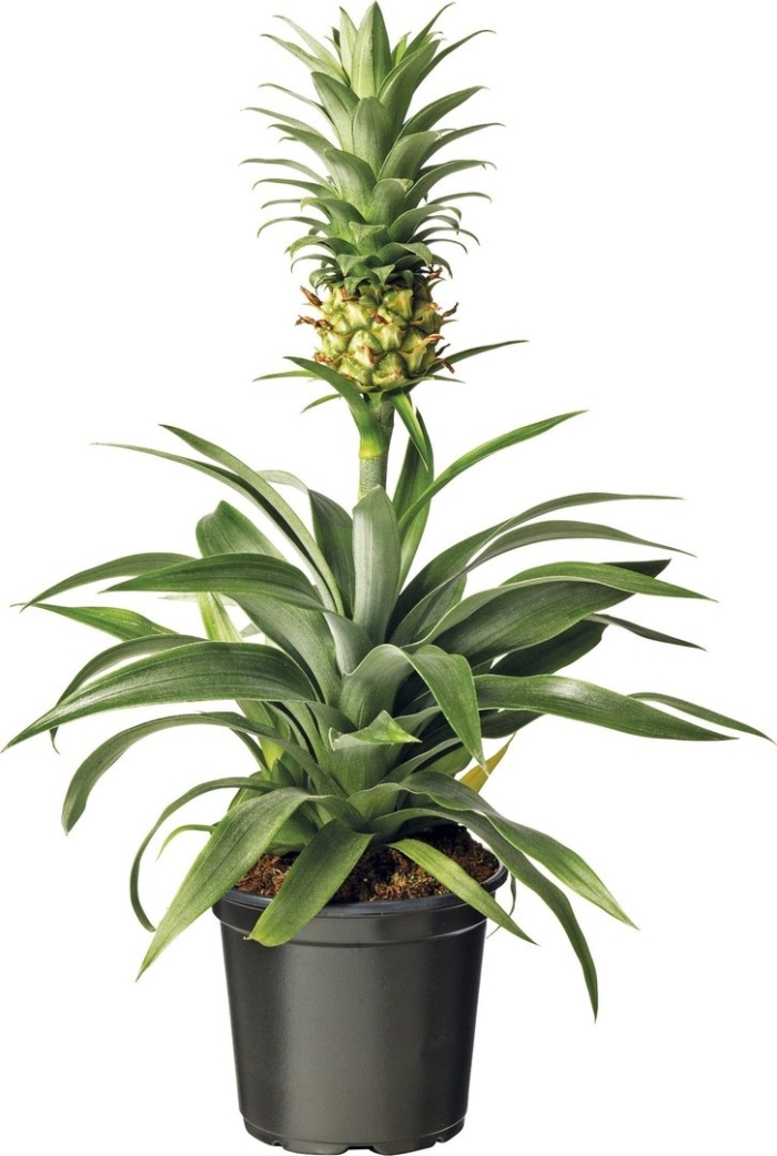 Bromelia ananas