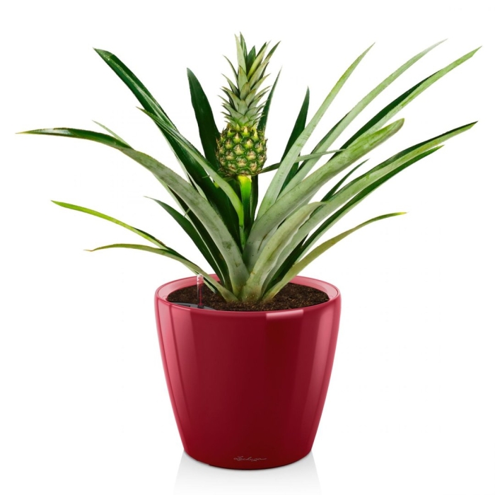 Ананас чампака d12