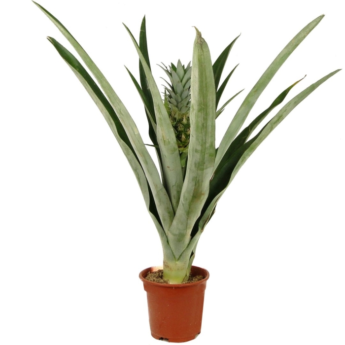 Ананас чампака