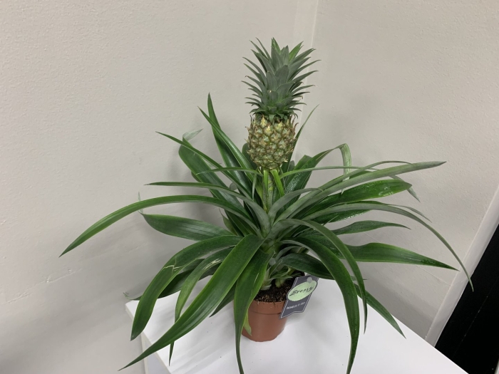 Ананас mi amigo