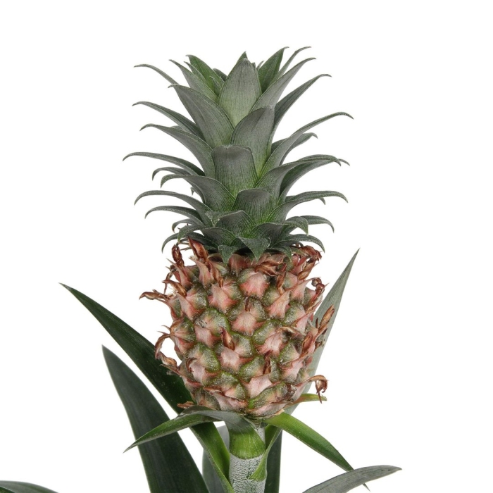 Ананас комосус