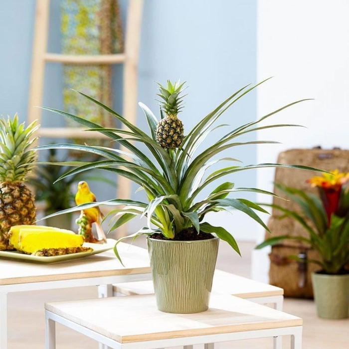 Прорастить ананас дома