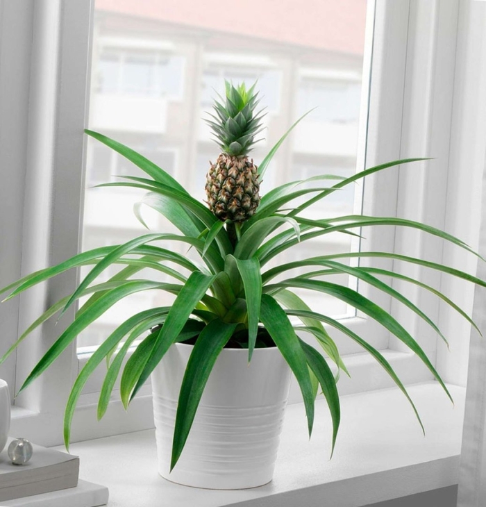 Ананас комнатное растение