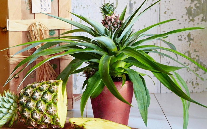 Ананас чампака