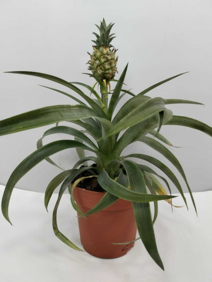 Цветок похожий на ананас