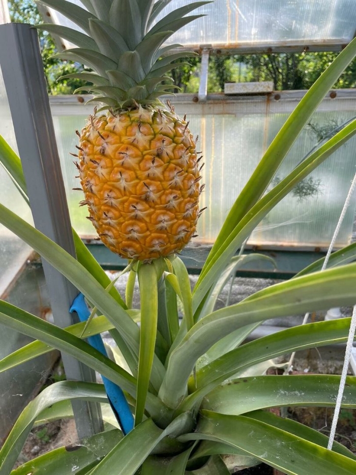 Kew сорт ананаса