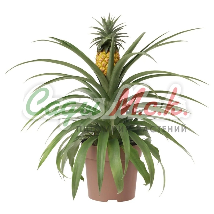 Ананас чампака d12