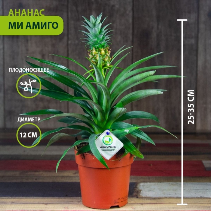 Ананас пацифико