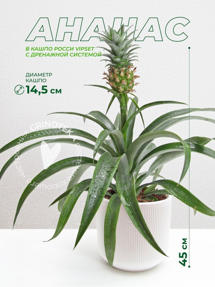 Комнатный ананас