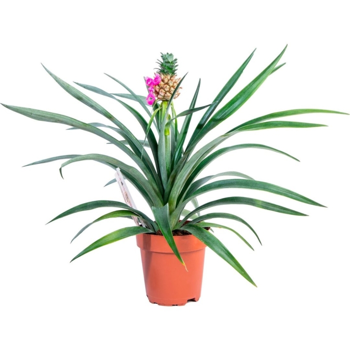 Ананас d12 h40