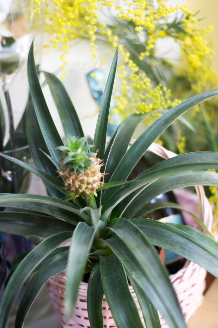 Ананас комнатное растение