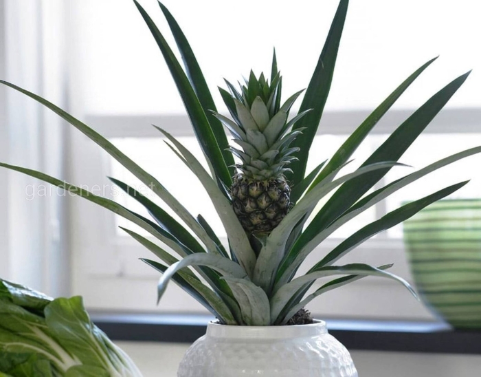 Бромелия ананасовая