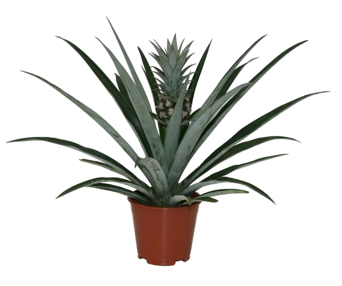 Ананас чампака