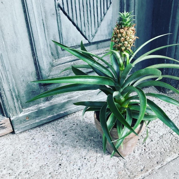 Бромелиевые ананас